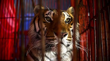 Operativo internacional que incluyó a Costa Rica termina con incautación de 1.000 animales salvajes vivos en Francia