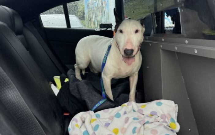 Un perro fue rescatado por agentes de la Patrulla de Carreteras de Florida tras ser abandonado en una zona inundada antes del huracán Milton. Lo llevaron a un veterinario, donde lo examinaron para ver si tenía alguna lesión y le dieron un certificado de buena salud. Foto: @FLHSMV