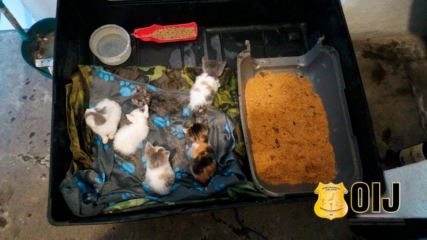 El sospechoso fue detenido este lunes en Guadalupe de Cartago. Foto OIJ.