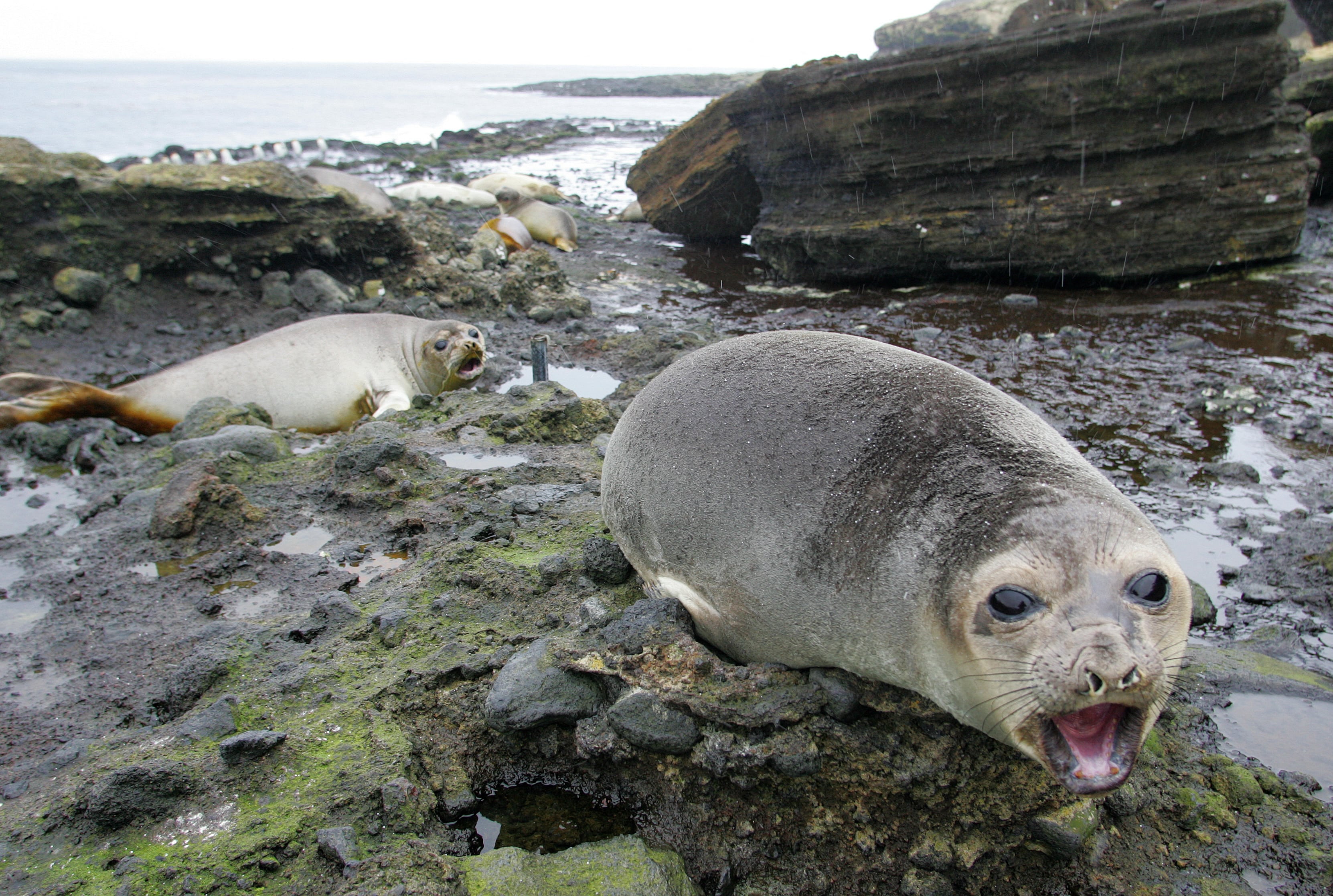Photo prise le 01 juillet 2007 d'un groupe d'�l�phants de mer sur l'�le de la Possession dans l'archipel des Crozet (Terres Australes et Antarctiques Fran�aises).
Elephants seal are pictured 01 July 2007 on Possession Island in the archipelago of Crozet in the Austral seas. AFP PHOTO MARCEL MOCHET (Photo by MARCEL MOCHET / AFP)