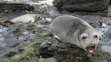 Antártida en crisis: tres especies caminan hacia la extinción