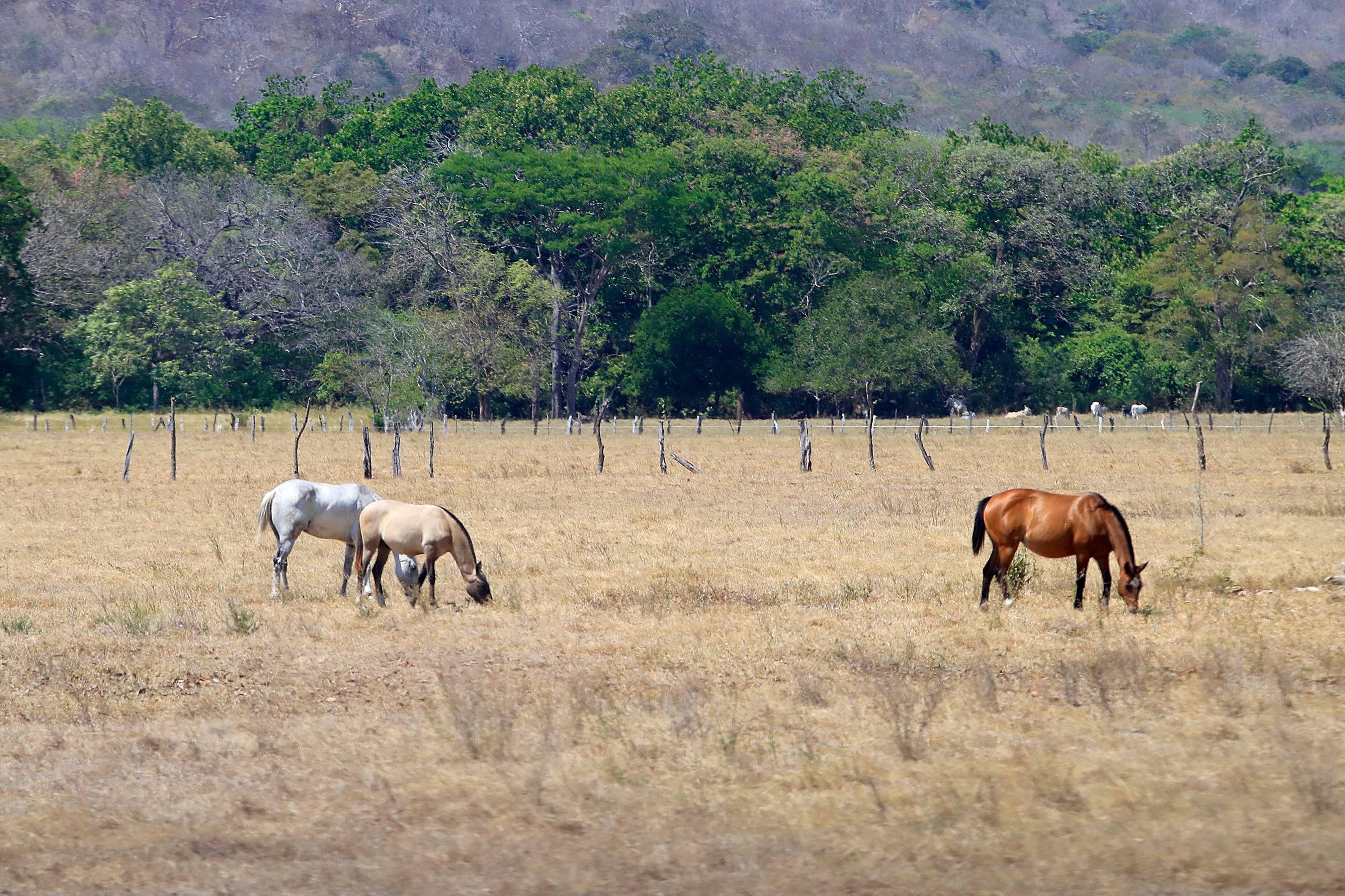 10/03/2024 Guanacaste. El sol incesante y el fuerte calor de la estación seca en estos primeros meses del año se sienten con más intensidad en el Pacífico Norte donde, especialemente el ganado vacuno y los caballos la pasan muy mal pues los pastos de los potreros lejos de mostrarse frescos y verdes aparecen amarillos, quemados por las fuertes temperaturas. Cerca del mediodía los animales buscan la sombra de algún árbol, cuando la encuentran. Foto: Rafael Pacheco Granados