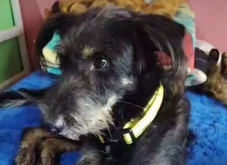 Negrito fue atado a un mecate y arrastrado desde una motocicleta en Sarapiquí.