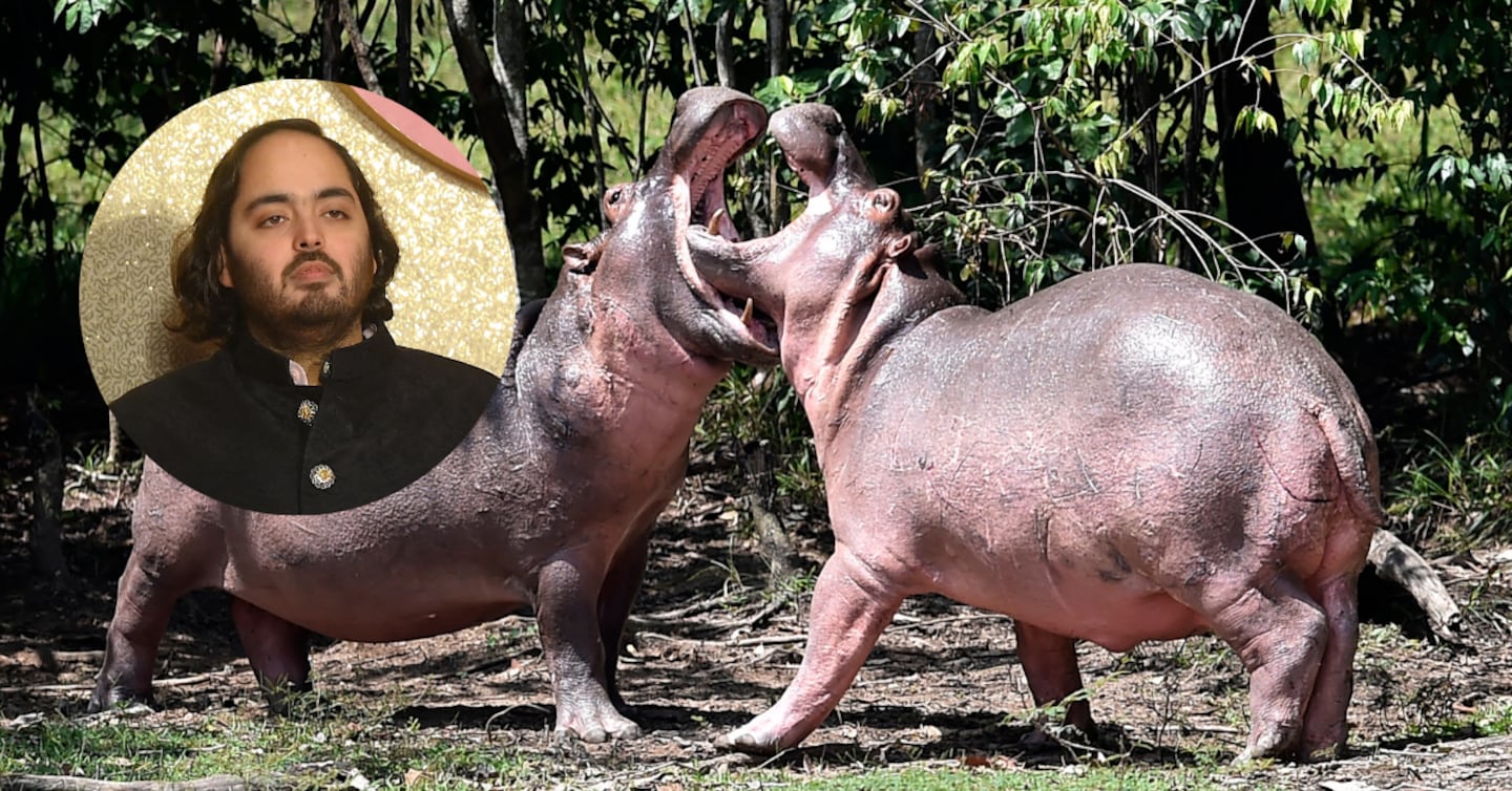 Magnate de la India quiere llevarse 80 hipopótamos de Colombia para evitarles la eutanasia: ‘No eligieron dónde nacer’