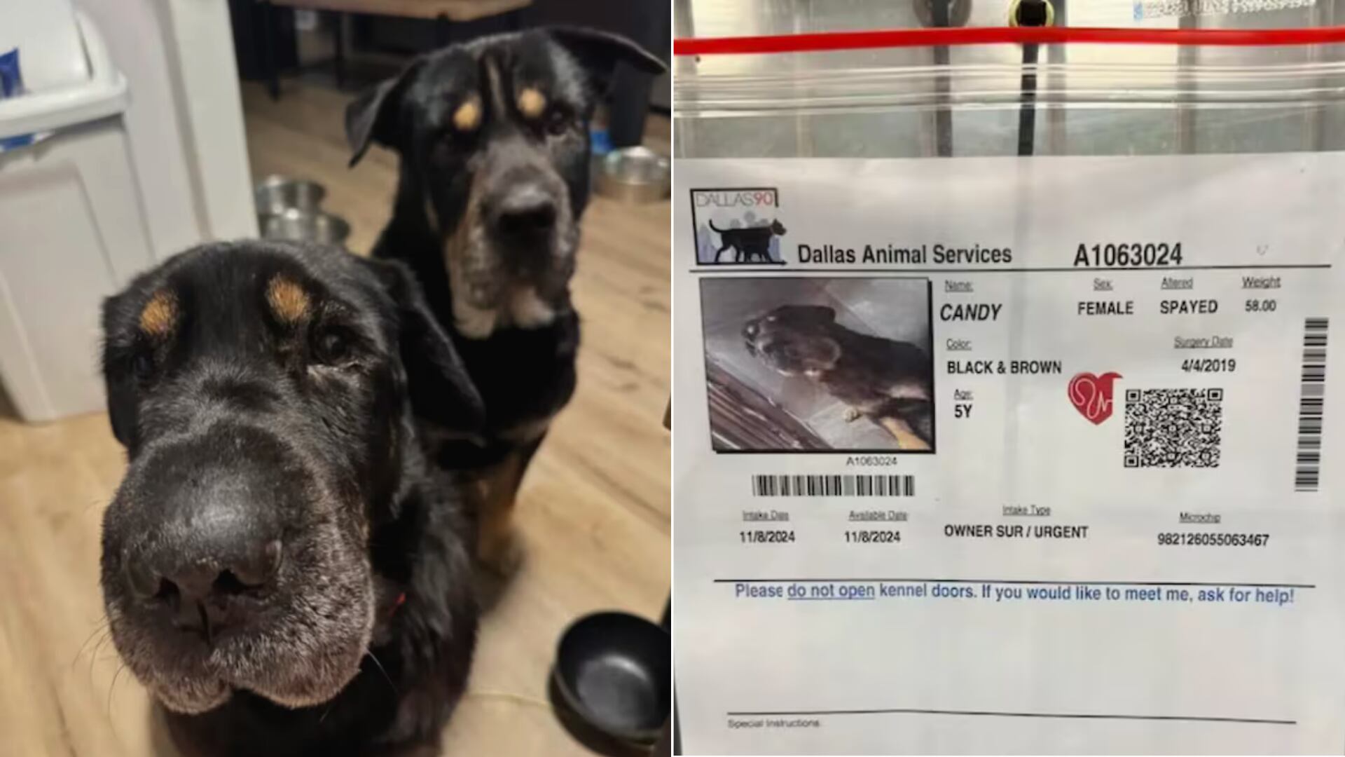 Candy iba a ser sacrificada, pero una joven reconoció en ella algo sorprendente: era la hermana perdida de su perro Buddy y decidió salvarla.