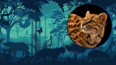 Por primera vez en más de 100 años, descubren una nueva especie de felino