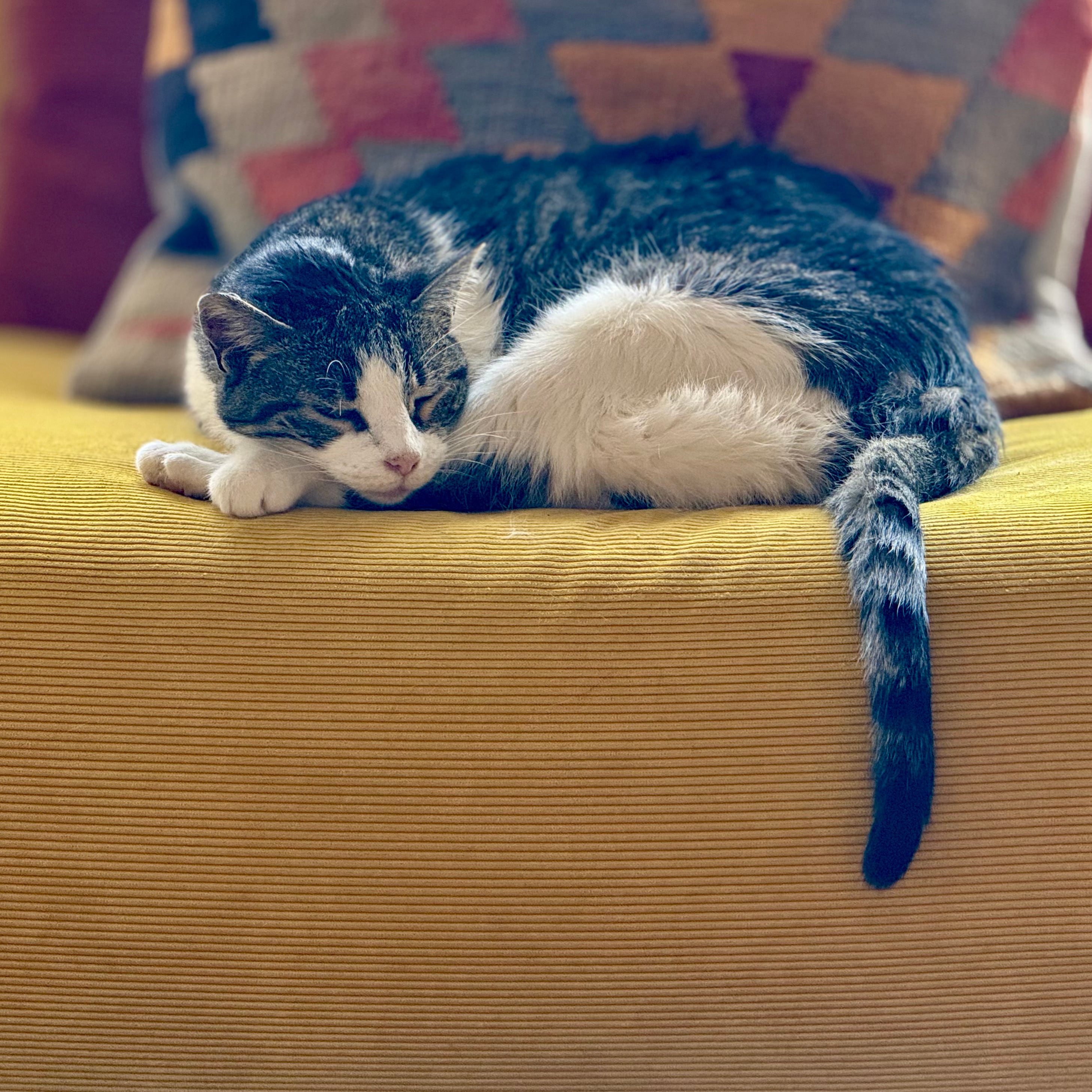 Foto hecha por el cineasta Jurgen Ureña del gato de su casa. Solo para uso en sección de Opinión.