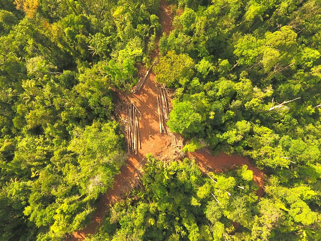 Costa Rica pierde por tala, legal o no autorizada, un promedio anual de 1.581 árboles, según el análisis del PBAE entre los años 2011 y 2023.