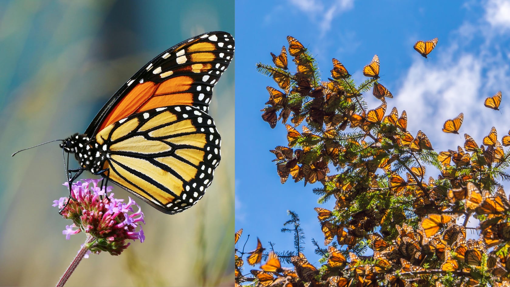 La investigación proyectó desplazamientos de hábitats clave para la mariposa monarca debido al clima y al cambio de uso del suelo.