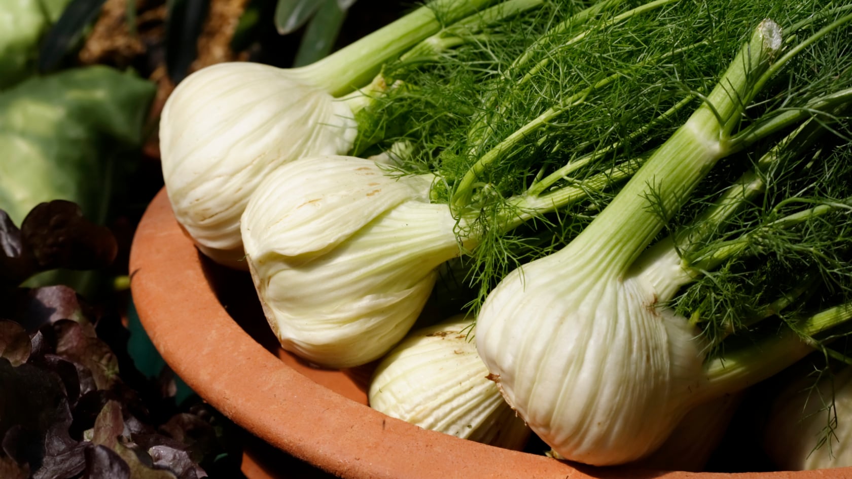 El hinojo aporta vitamina C, potasio y fibra. Especialistas explican sus beneficios y los casos en que se requiere precaución.