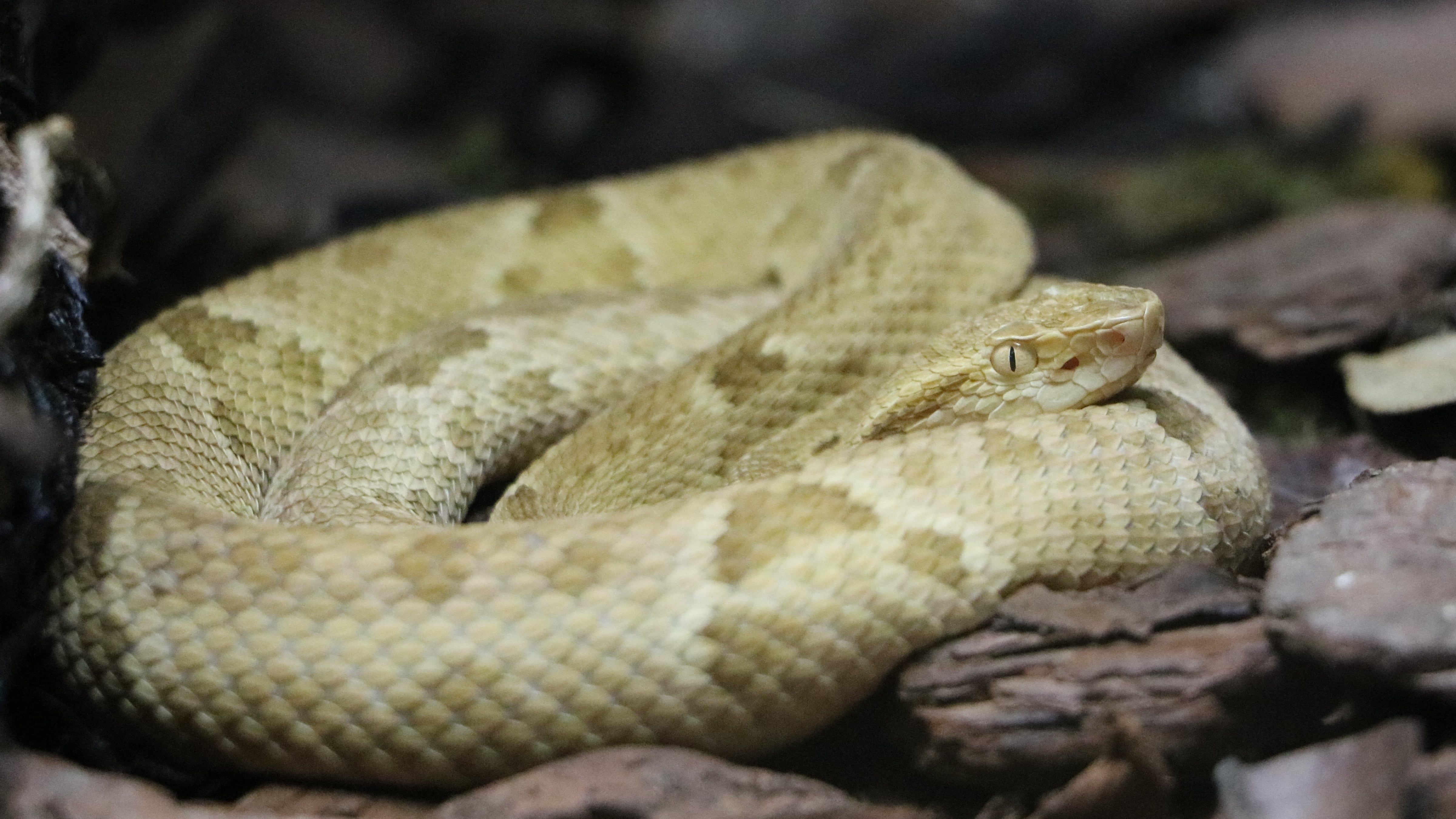 La Isla de las Cobras: Un Paraíso Mortal en las Costas de Brasil