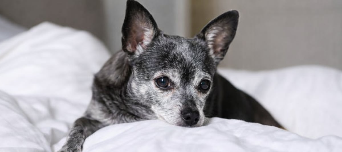 Correa explicó que ha convivido con perros durante gran parte de su vida y que Mulán, su perra actual, es la única que procede de una protectora.