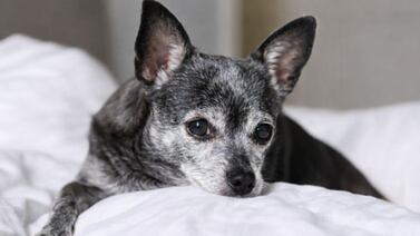 Mujer de 70 años decide dejar toda su herencia a su perrita, Mulán