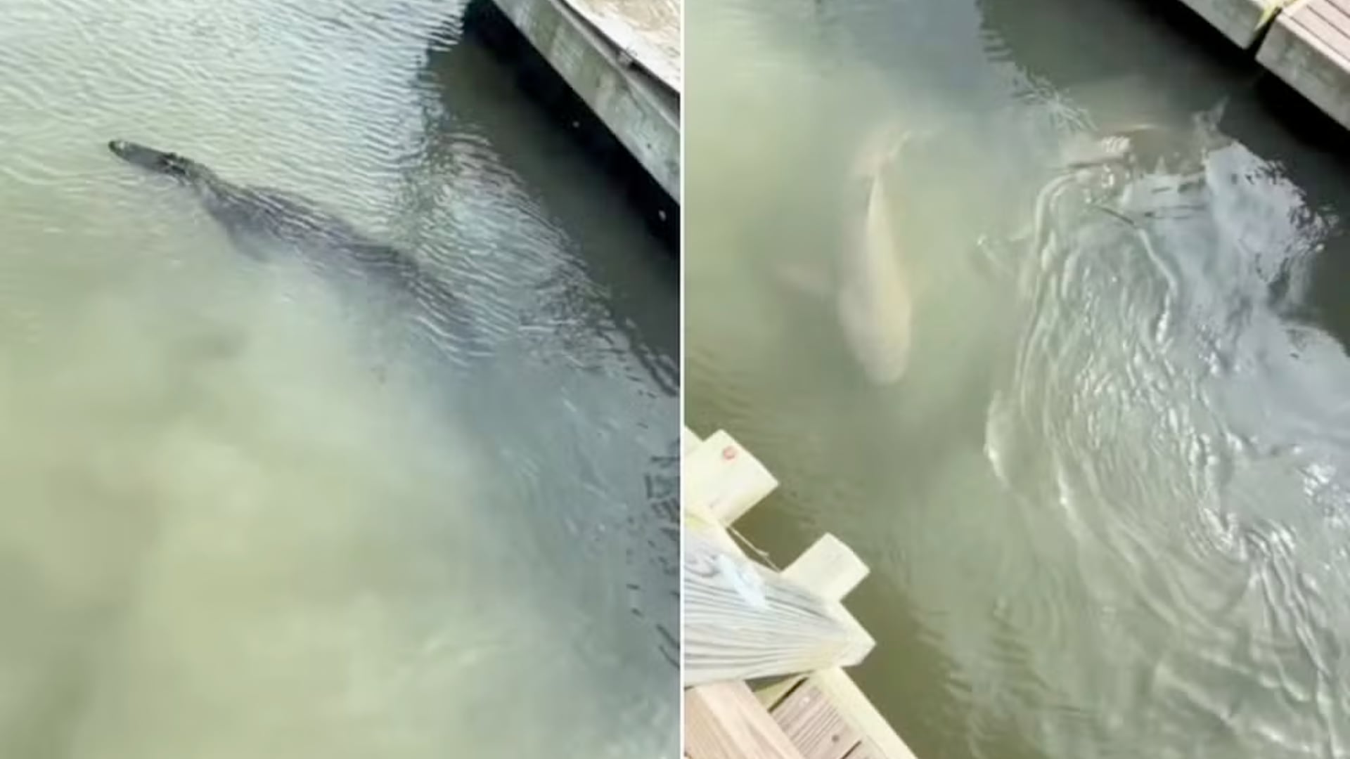 Turistas en Carolina del Sur observaron a tiburones nadar junto a un caimán, un evento poco común que se volvió viral