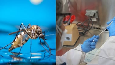 Cosmopolitan, la nueva variante del virus del dengue que está en Costa Rica, ¿cómo es?