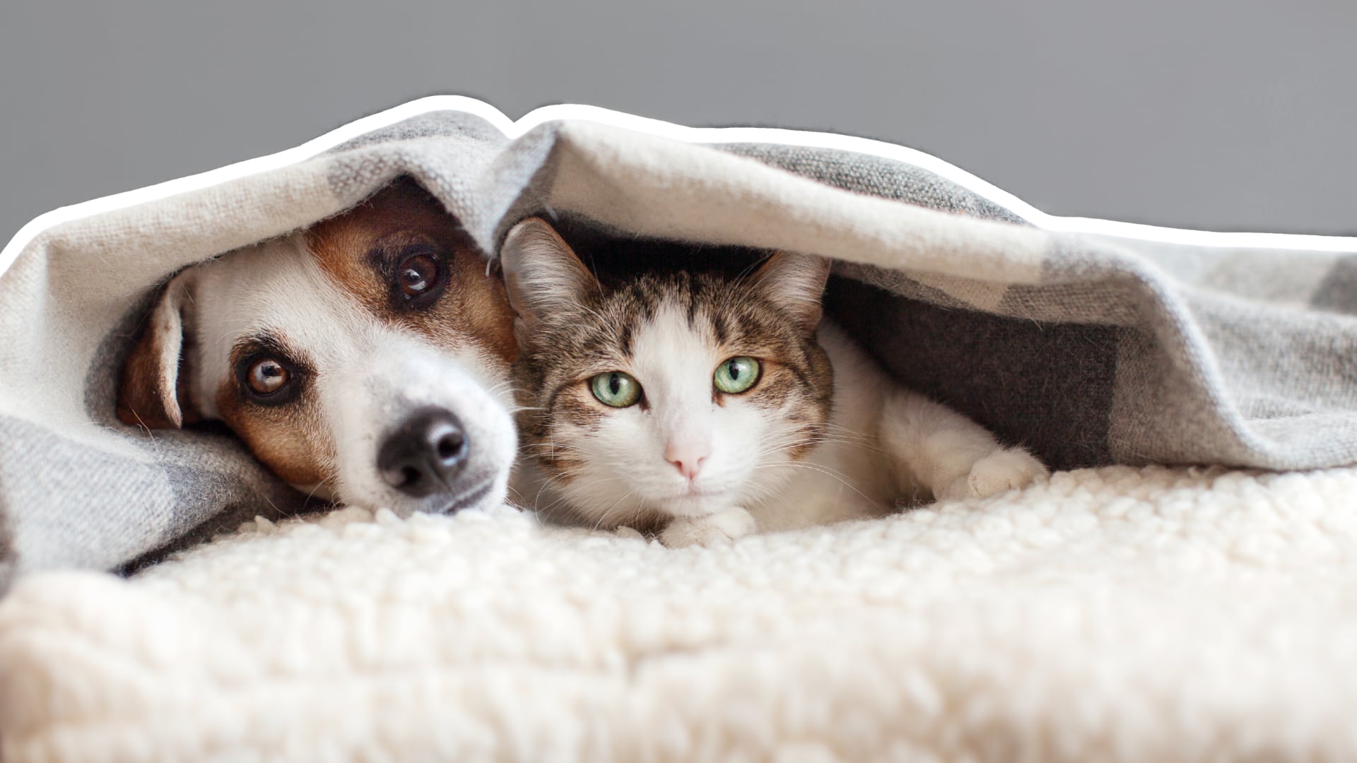 Mantener a perros y gatos desparasitados, vacunados y con buena higiene reduce el riesgo de transmitir enfermedades entre mascotas y personas.