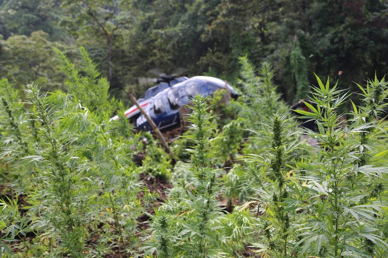 Con la ayuda de helicópteros, la PCD golpea a las organizaciones que siembran marihuana en las montañas locales. Foto: MSP