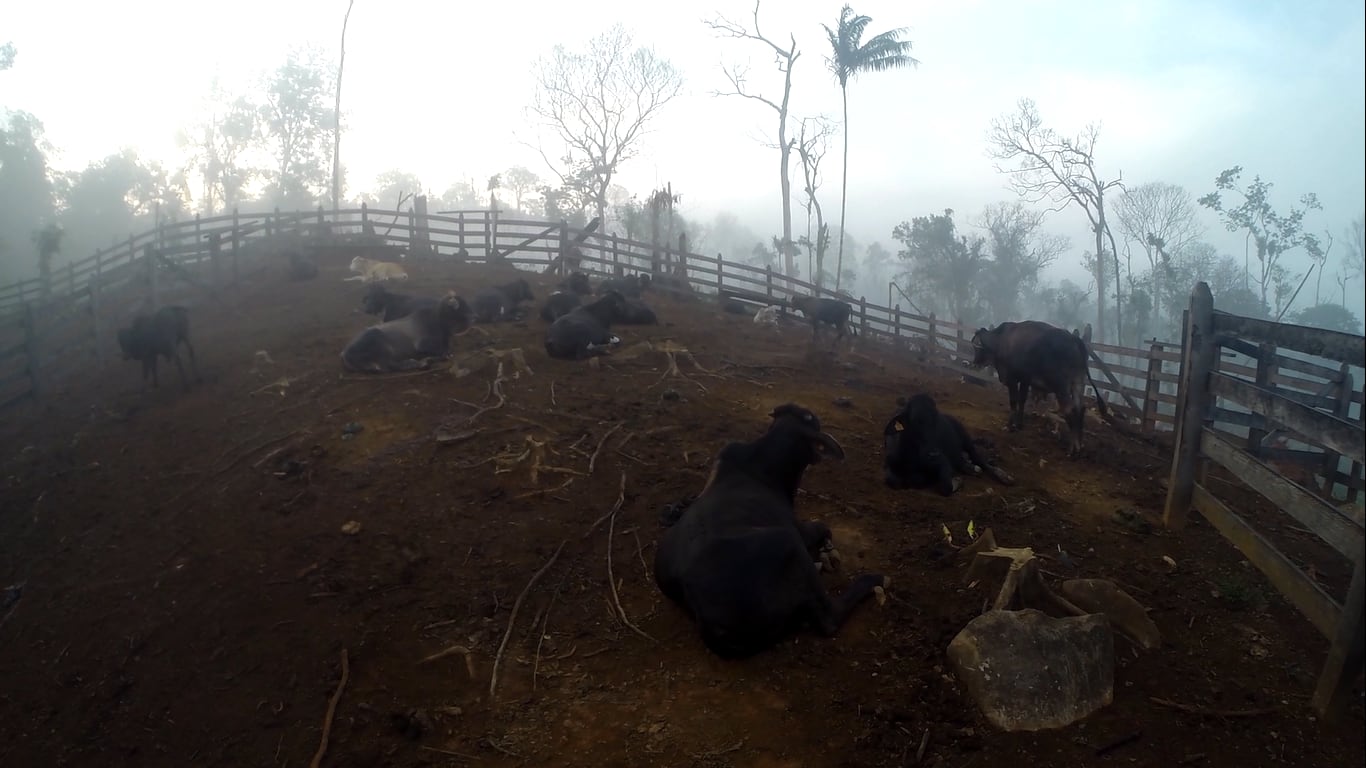 Finca ilegal La Haciendita en la reserva biológica Indio Maíz.