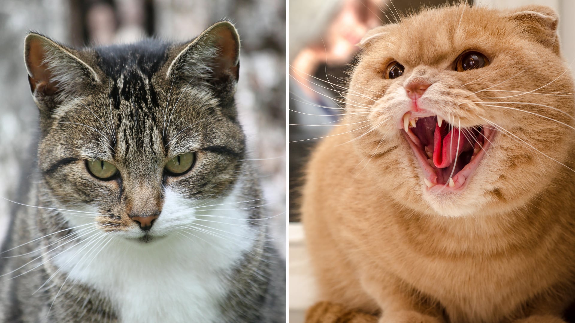 Investigaciones sugieren que algunos colores de gatos se asocian con mayor agresividad, pero la crianza temprana influye más.