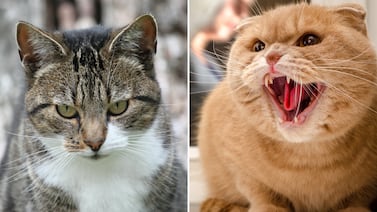 ¿La personalidad de su gato depende del color de su pelo? Esto dicen la ciencia