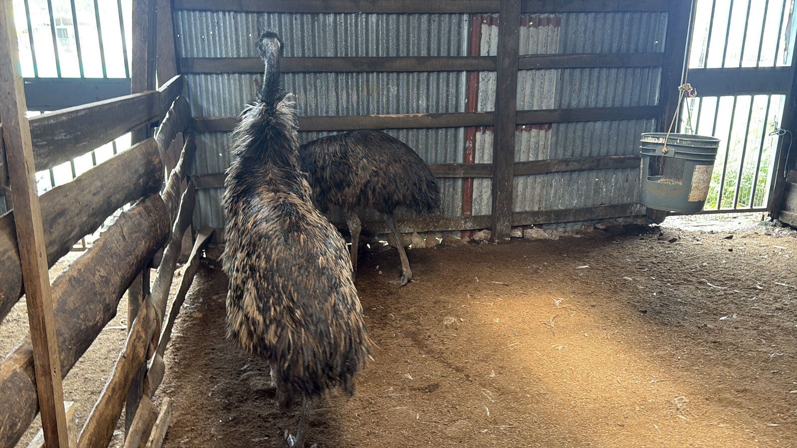 Los emús decomisados serán trasladados a centros especializados para su valoración y resguardo. Fotografía: