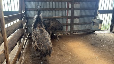Sinac decomisa cuatro aves de Australia y dos tiburones en exhibición en Tortuguero