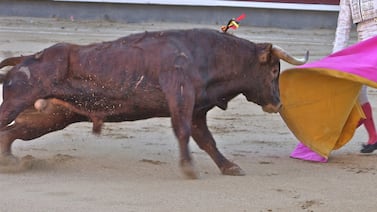 Novillero sufrió cornada en los testículos durante corrida en España