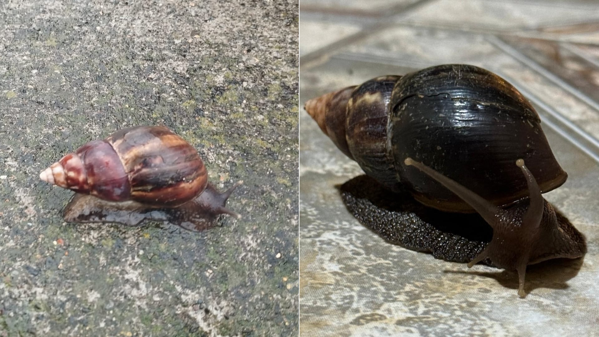 El caracol gigante africano representa una amenaza agrícola. El SFE activó acciones en Heredia tras su reciente detección.