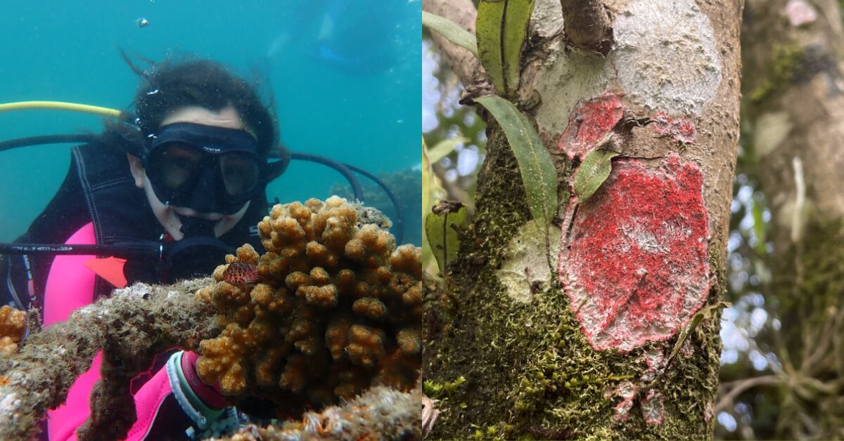 Jenny Gil-Acevedo, exploradora de National Geographic, recolectó una muestra de la 'alga de brócoli' en el lago Arenal y el sorprendente líquen de navidad (der).