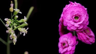 La mala hierba de que revolucionó la ciencia vegetal y se convirtió en superestrella botánica
