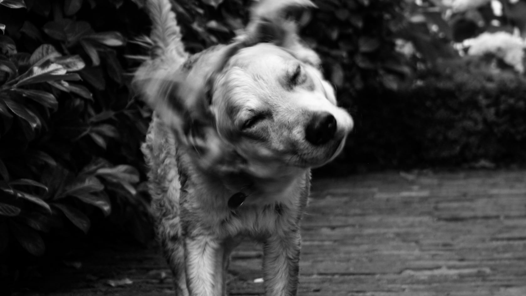 Cada vez que los perros se movían dentro de la cámara, los investigadores registraban verdaderas nubes de contaminación interna.