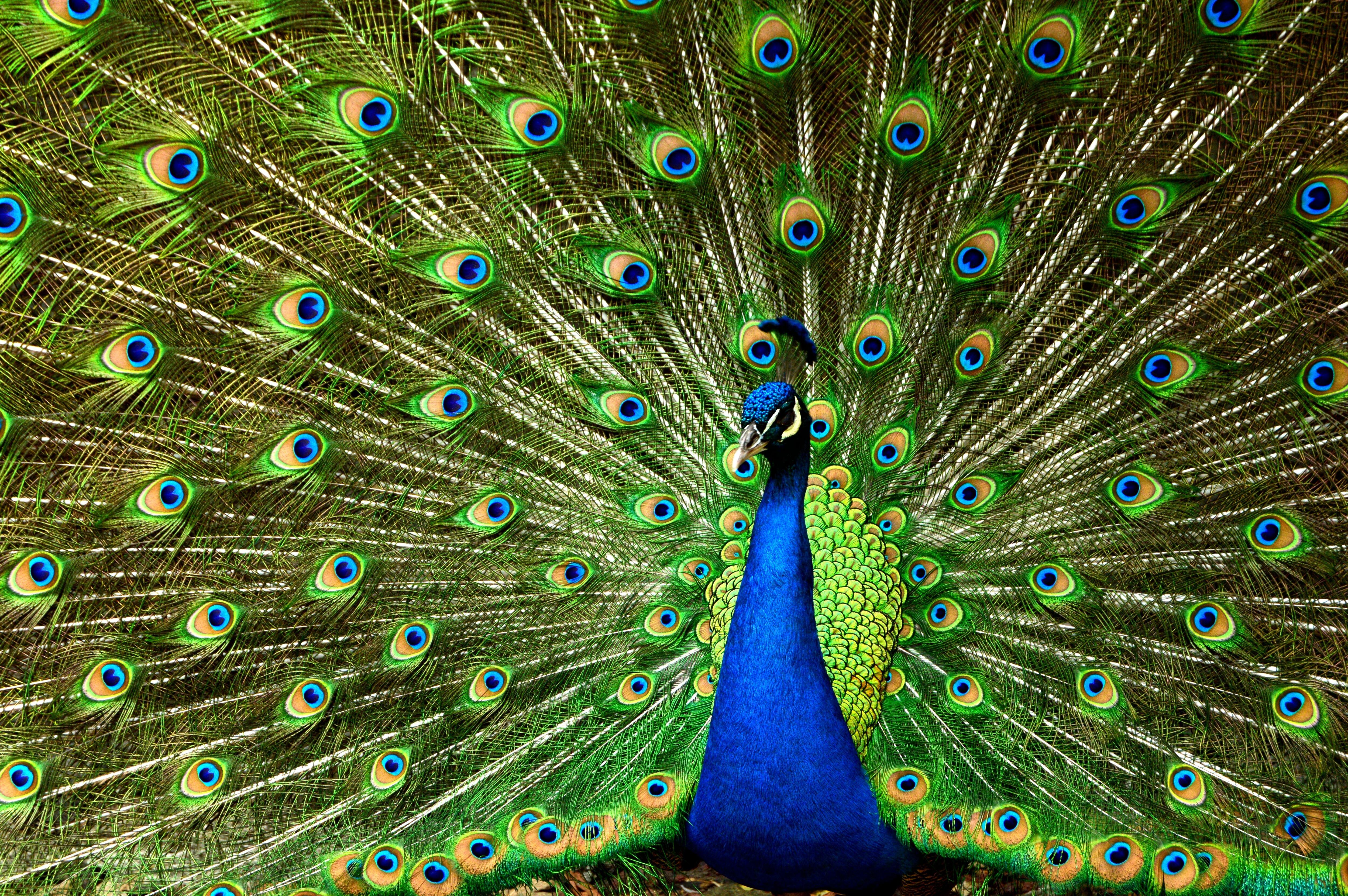 Pavorreal, narcisismo