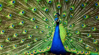 Pavorreales narcisistas