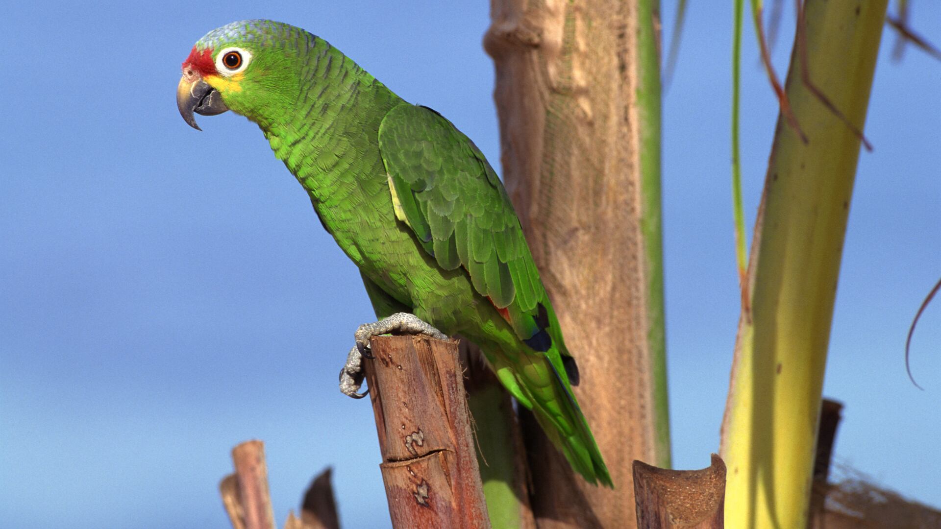 Investigación alertó sobre el impacto del comercio ilegal en especies de loros nativos, a pesar de los esfuerzos de conservación en Costa Rica.