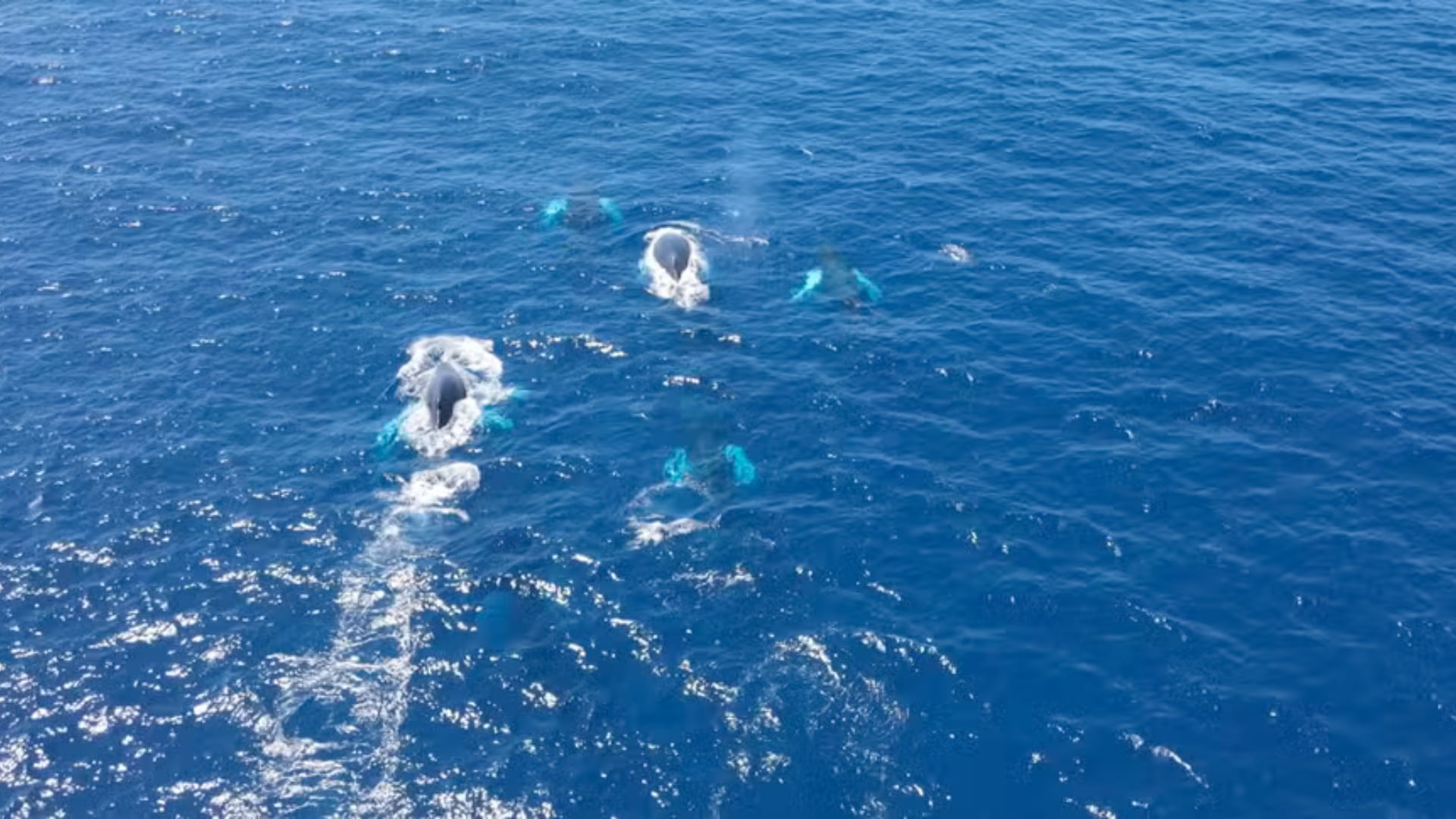 Científicos documentaron 513 ballenas en un día en el Caribe. El hecho refleja el impacto de la prohibición de la caza desde 1986.