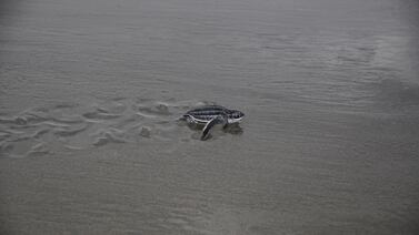140 tortugas baula emprendieron su camino hacia el mar