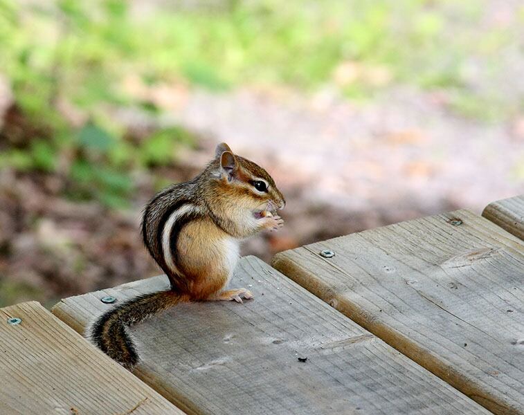 Una ardilla disfrutando su merienda.