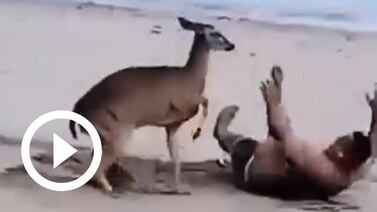 Hombre enfrenta el ataque de un venado asustado en playa de Paquera