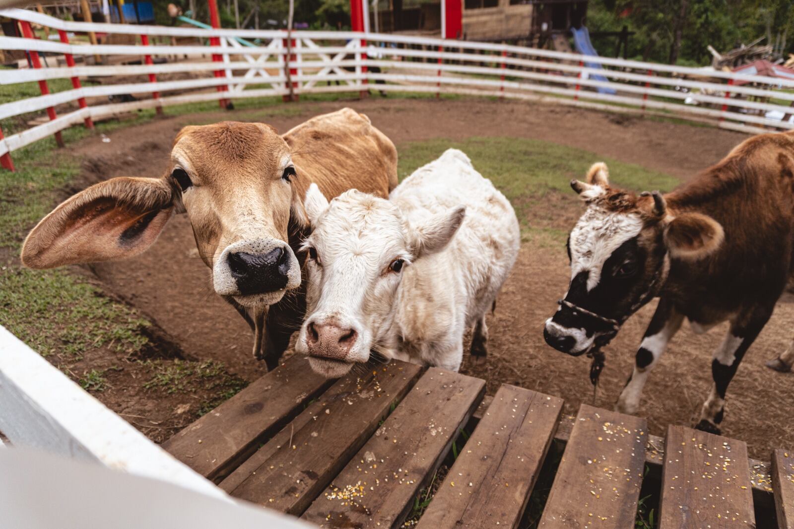 Guarcoland se ubica 800 mts al Sur de la Iglesia Católica de San Isidro del Guarco, sobre Carretera Interarmericana.