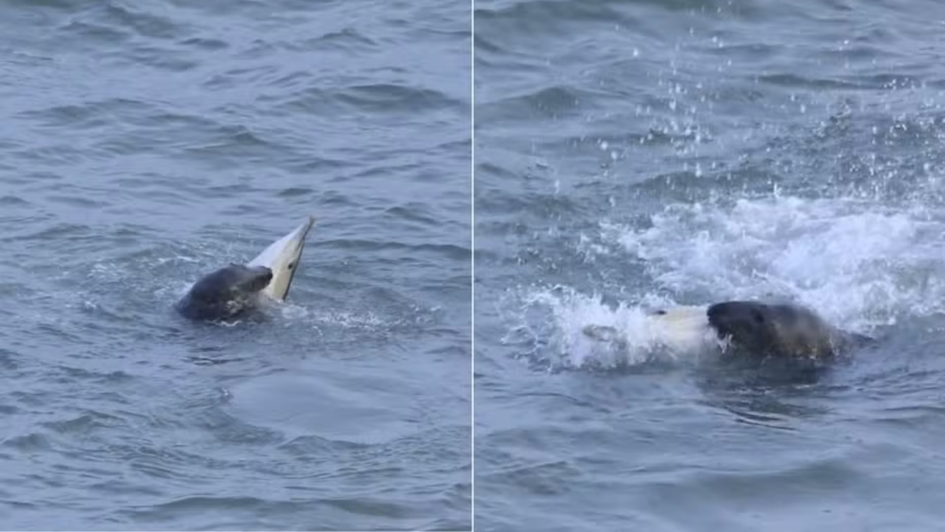 Científicos analizan evidencias de ataques de focas grises a delfines tras hallazgos en Reino Unido e Irlanda.