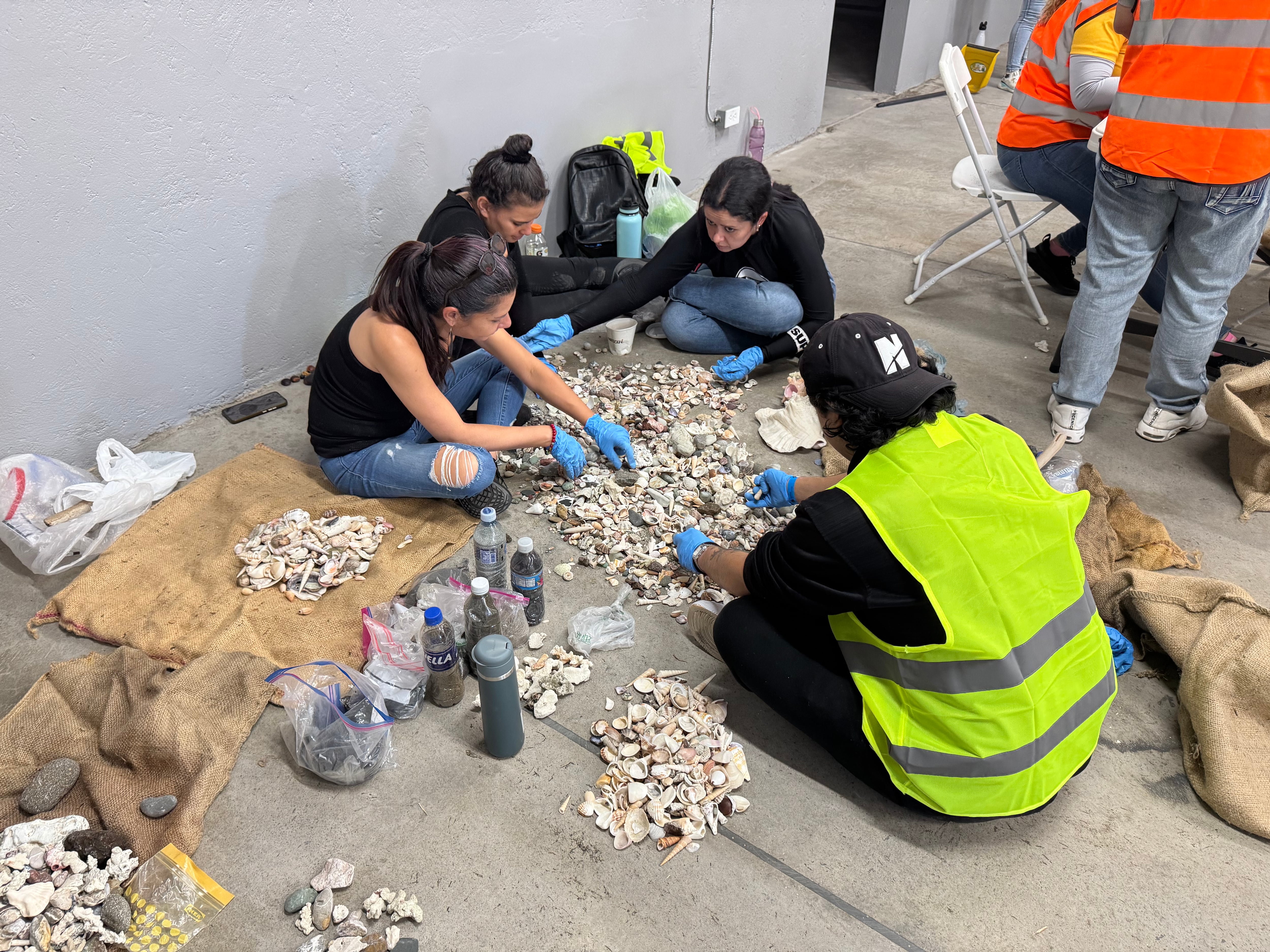 Voluntarios sentados en el suelo clasifican conchas y caracoles marinos.