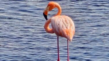 Limón llama a proteger el flamenco durante carnavales