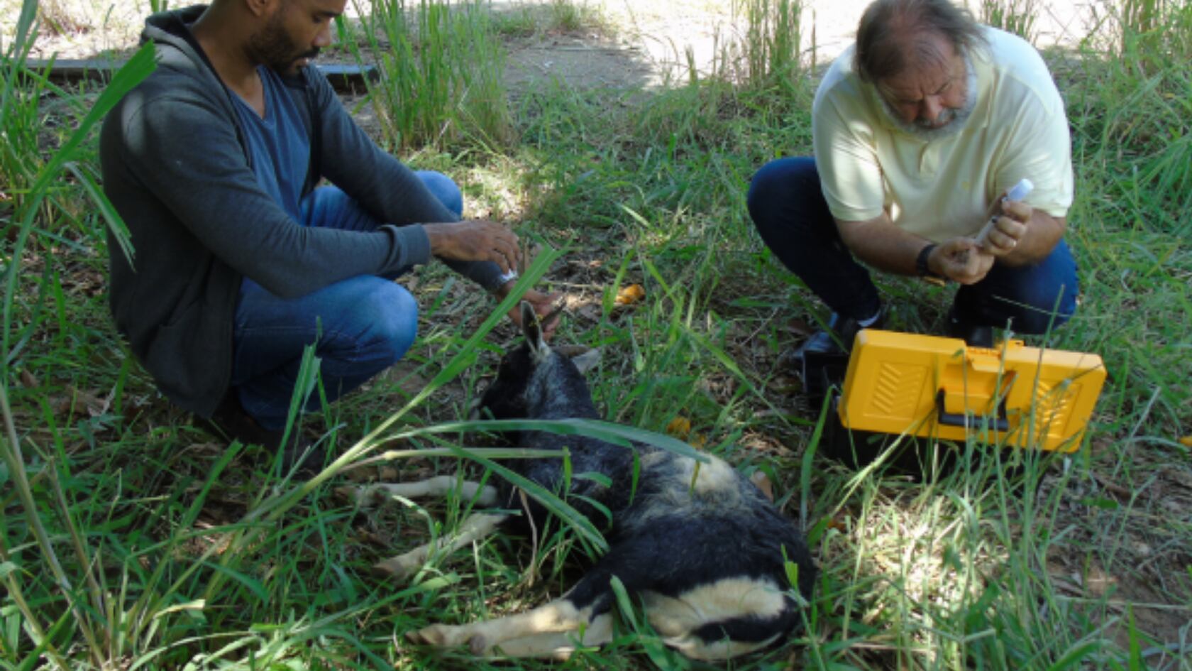El ADN de estas cabras podría ser esencial para mejorar la resistencia de animales criados en zonas semiáridas del continente.