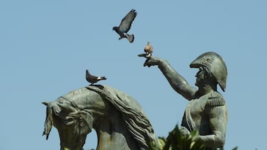 Ciudad argentina recurre a tecnología para ahuyentar aves sin dañarlas