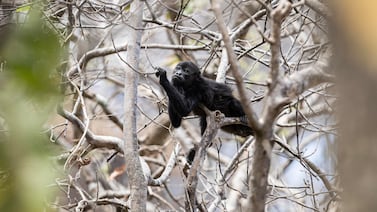 Lo que no se ve en los incendios forestales: así es cómo animales silvestres mueren atrapados por el fuego