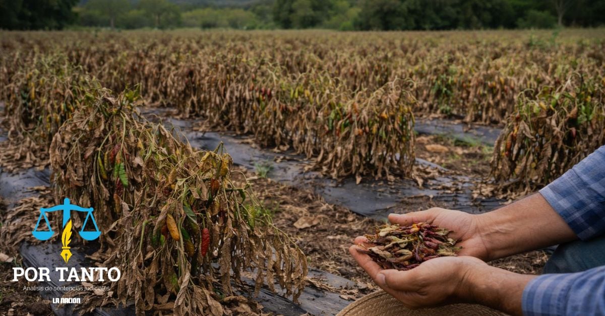 En la imagen, generada con IA, una plantación muerta de chile