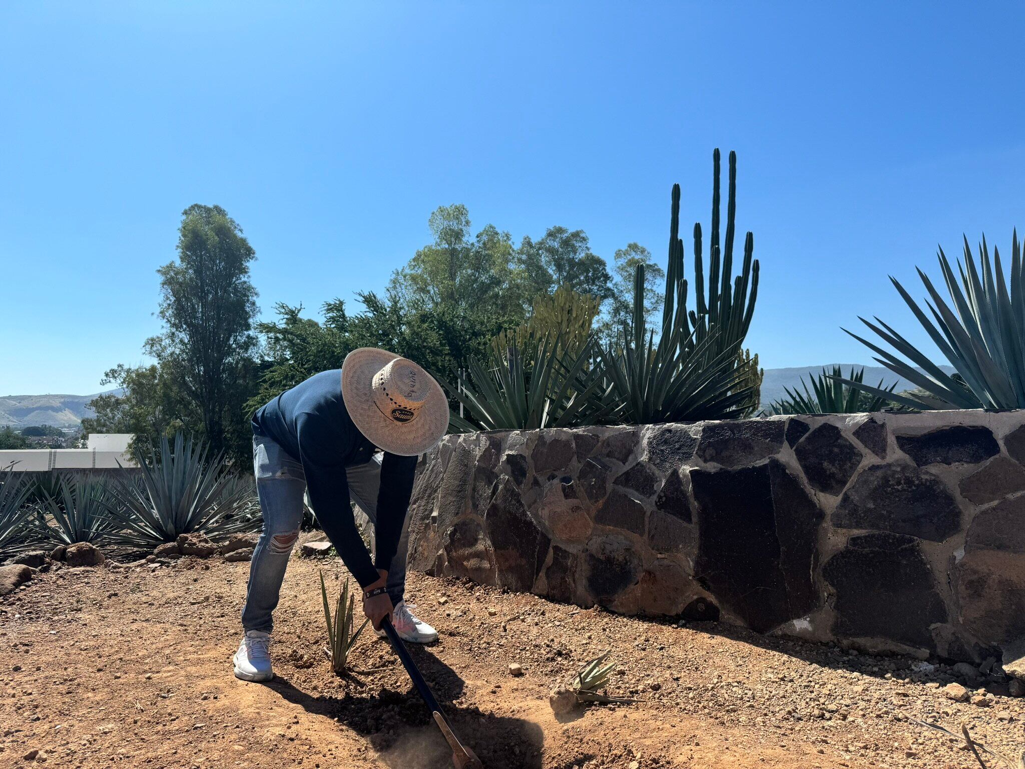 Planta con pinta de peligrosa es la minita de oro del tequila mexicano.