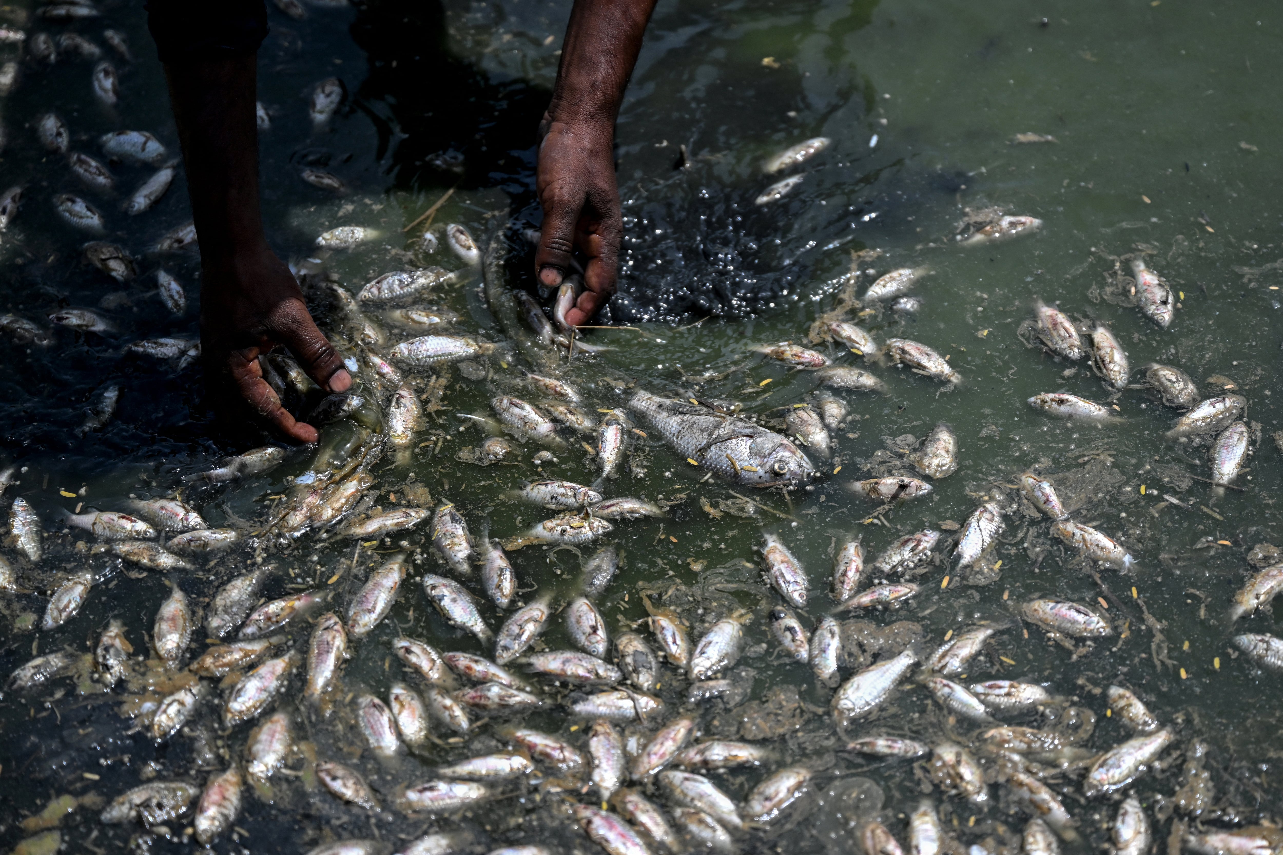 Un trabajador recoge peces muertos en el lago Sanjay, parcialmente seco en medio de una ola de calor en Nueva Delhi, este 22 de mayo de 2026. (Foto de Arun Sankar / AFP)
