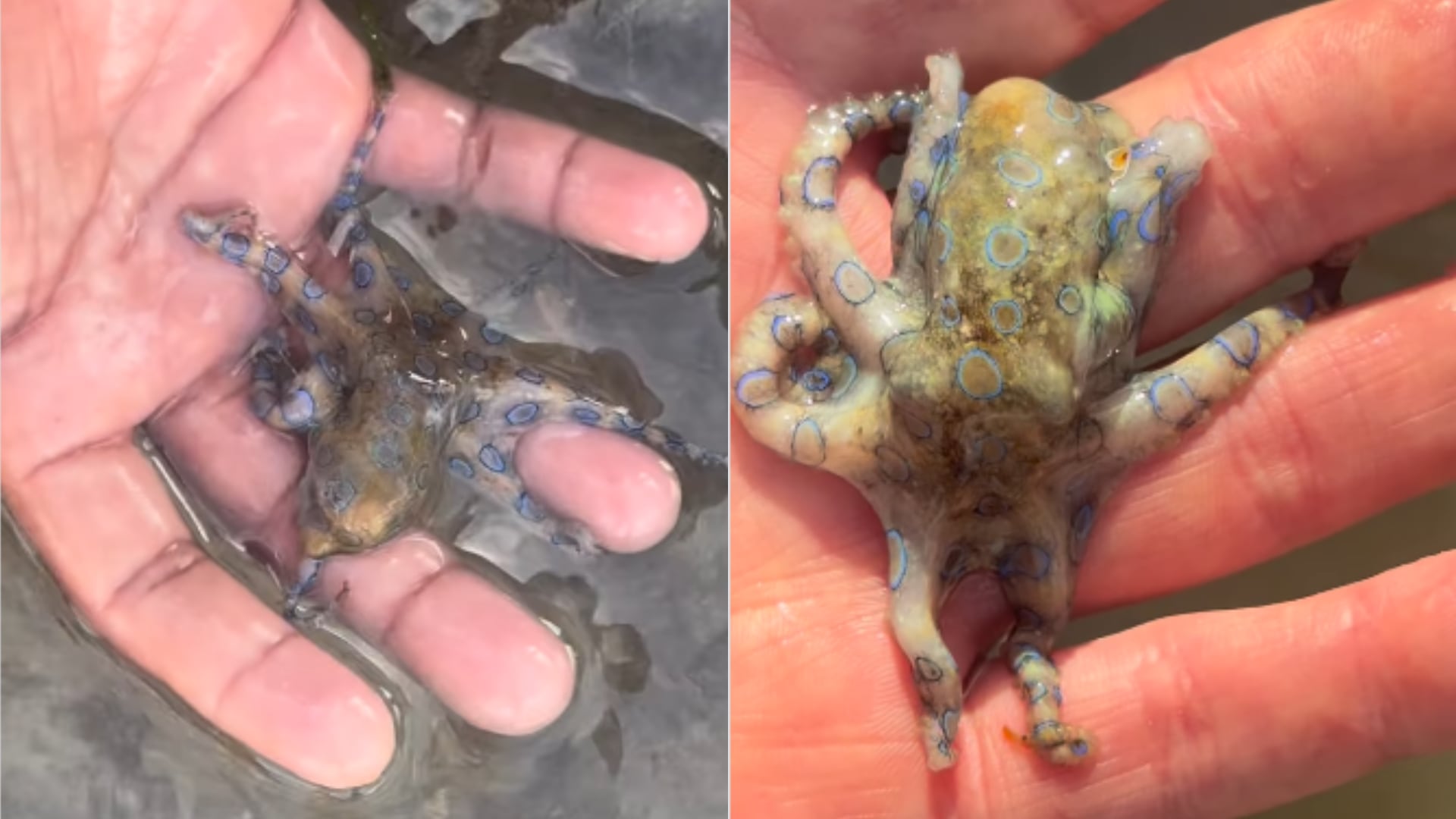 Un adulto mayor británico tocó accidentalmente un pulpo de anillos azules en Filipinas. El encuentro quedó en video y generó reacciones por el alto riesgo.