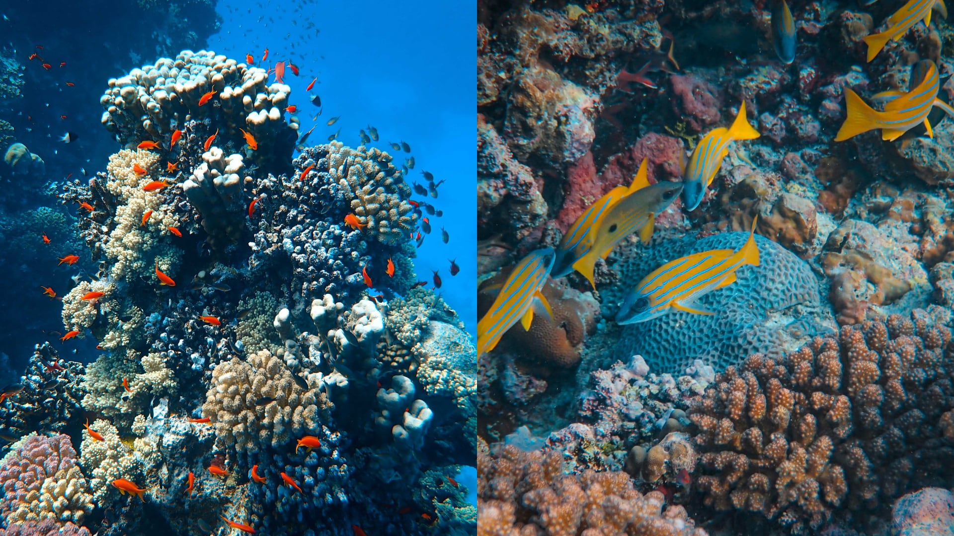 Estudio en Japón revela que la pérdida de corales por acidificación impide que los peces formen grupos grandes para protegerse y alimentarse.